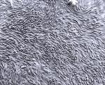 ipCELLCULTURE™ sporede membranfiltre